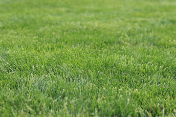Green grass on the lawn, background. Mown lawn in the park or in the country. Summer background. Mown green lawn. Natural background. Grass with selective focus