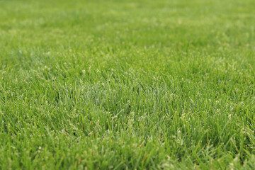 Green grass on the lawn, background. Mown lawn in the park or in the country. Summer background. Mown green lawn. Natural background. Grass with selective focus