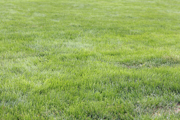 Green grass on the lawn, background. Mown lawn in the park or in the country. Summer background. Mown green lawn. Natural background. Grass with selective focus