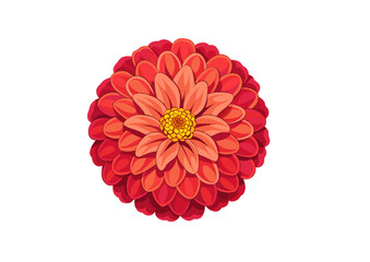 red dahlia flower