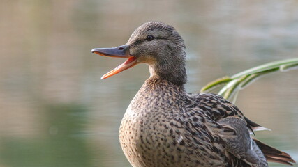 female mallard duck
