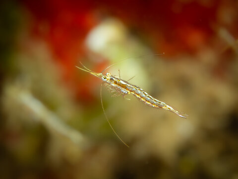 Unterwaserfoto einer Schwebegarnele im Mittelmeer. Spanien, Costa Brava, Leptomysis sp