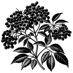 black and white flowers