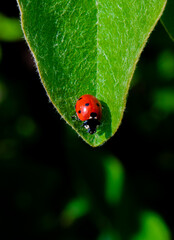 ladybug on leaf © Kacper