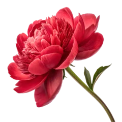 Fotobehang Pioenrozen Magnificent red peony flower isolated on white background  © Alisha