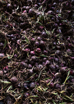 red onions