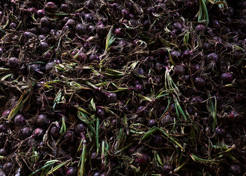 farm fresh red onions
