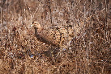 Common pheasant female in natural habitat (Phasianus colchicus)