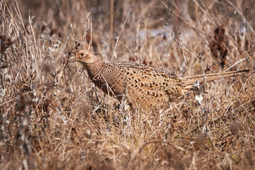 Common pheasant female in natural habitat (Phasianus colchicus)