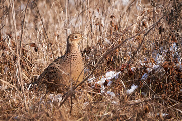Common pheasant female in natural habitat (Phasianus colchicus)