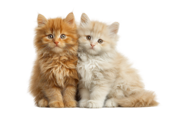 PNG Adorable fluffy kittens in soft light with long fur and curious expressions