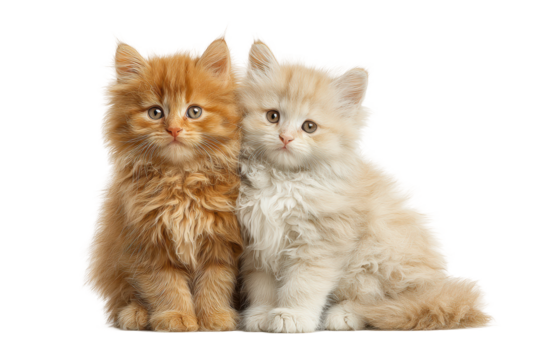 PNG Adorable fluffy kittens in soft light with long fur and curious expressions