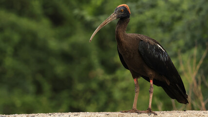yellow billed stork in the wild