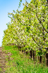 Rows of flowering trees in an apple orchard on a sunny spring day. Agrarian region of MOLDOVA. A blooming orchard in spring time. Atmospheric image. Photo wallpaper. Beauty of earth. 