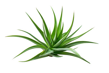Fototapeta premium Vibrant green air plant with spiky leaves isolated on transparent background