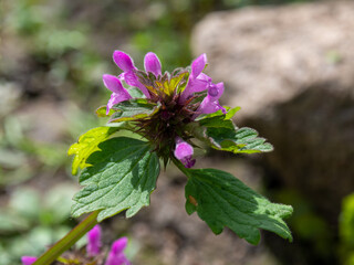 Lamium purpureum, red dead-nettle, purple dead-nettle, or purple archangel. Plants of natural meadows. Homeopathy and medicinal herbs 