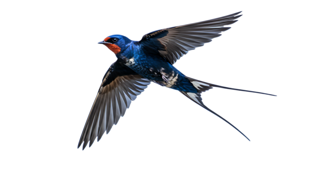 Barn Swallow in Dynamic Flight with Open Wings and Streamlined Tail
