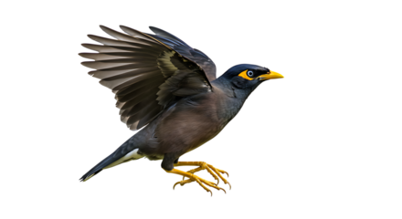 Common Myna Bird in Flight Wings Spread Wide Yellow Legs and Beak