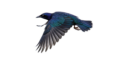 Obraz premium Iridescent Starling in Flight Detailed Plumage and Dynamic Wing Position