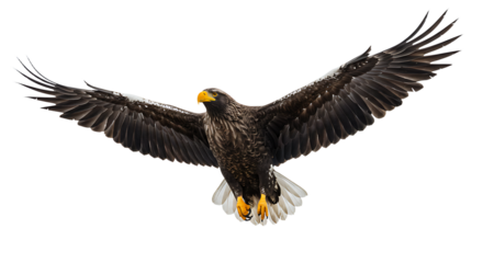 Majestic Stellers Sea Eagle in Flight Against a White Background