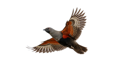 Spectacular Rock Pigeon Soaring with Open Wings Displaying Brown and Gray Plumage