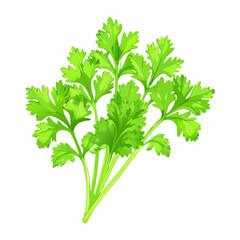 Fresh Green Cilantro Bunch Illustration

