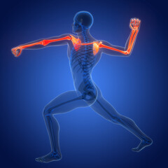 Human Skeleton System Upper Limb Bone Joints Anatomy