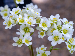 White flowers of Saxifraga variety Rainsley Seedling