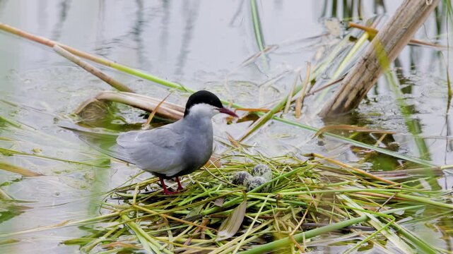 4k, (Sterna hirundo) standing on a nest on a lake during the nesting season.