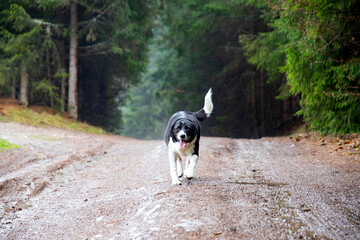 Shepherd dog in the forest road after rain