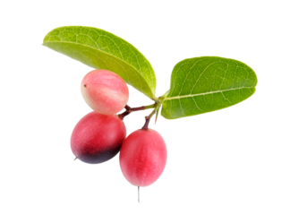 Pile of Karonda Fruit, Carissa carandas L. Karanda; Carunda isolated on a transparent background
