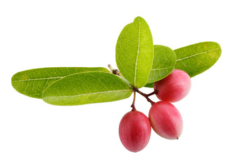 Pile of Karonda Fruit, Carissa carandas L. Karanda; Carunda isolated on a transparent background