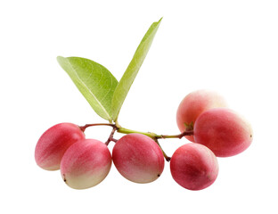 Pile of Karonda Fruit, Carissa carandas L. Karanda; Carunda isolated on a transparent background