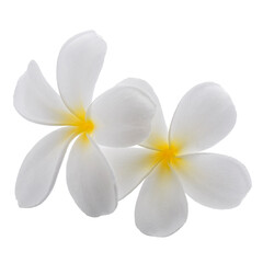 White frangipani flowers isolated on a transparent background