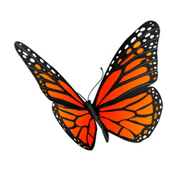 Vector image of monarch butterfly on white background.