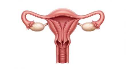Detailed illustration of the female reproductive system anatomy