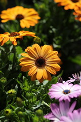 Daisies yellow flowers in the garden.