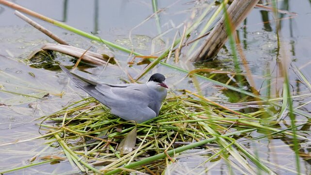 4k, (Sterna hirundo) standing on a nest on a lake during the nesting season.