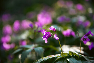Orychophragmus violaceus or Chinese violet cress