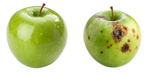 Fresh and spoiled green apples comparison isolated on transparent background, healthy vs moldy food concept, diet and waste