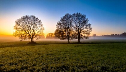 Naklejka premium Bare trees and misty meadow in Autumn at dawn