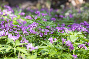 Orychophragmus violaceus or Chinese violet cress