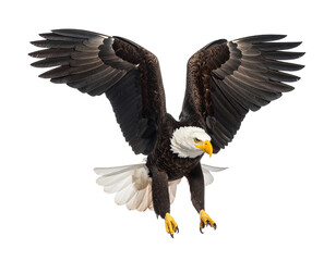 Majestic Bald Eagle in Flight with Wings Spread, Isolated on , Transparent PNG
