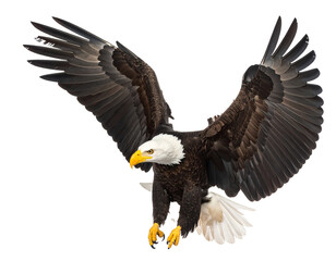 Obraz premium Majestic Bald Eagle in Flight with Wings Spread PNG