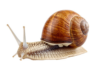 Snail with Spiral Shell, Slowly Moving Isolated on Transparent Background