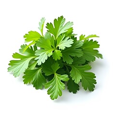 Fototapeta premium Fresh coriander leaves isolated transparent background vibrant green natural organic culinary herb
