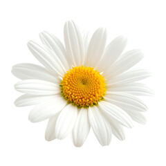 A white daisy with a bright yellow center, showcasing its delicate petals and vibrant colors
