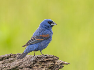 Obraz premium An adult male Blue Grosbeak perched up on the top of an old log