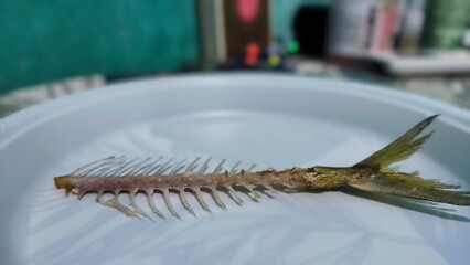 Fish Skeleton with Tail Fin on Plate © Elbrandan