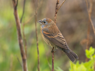 An immature male Blue Grosbeak just starting to show blue feathers amongst its otherwise cinnamon brown coloration